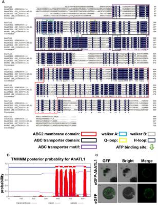 Isolation of an ABA Transporter-Like 1 Gene from Arachis hypogaea That Affects ABA Import and Reduces ABA Sensitivity in Arabidopsis